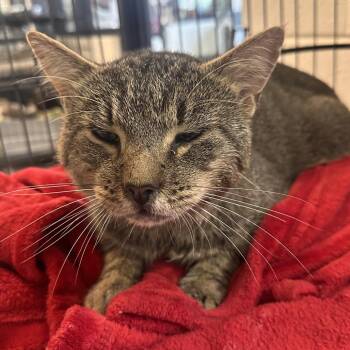 Nathan Fielder -  Domestic Short Hair Cat for Adoption in Rocky Mount, Virginia - Nathan Fielder | PetCurious