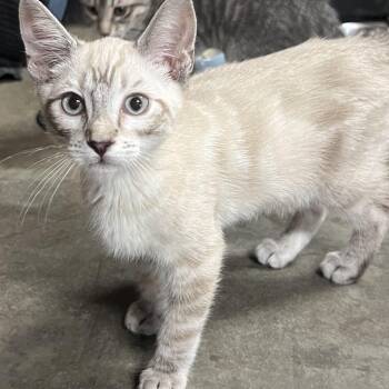 Erling -  Siamese Cat for Adoption in Jurupa Valley, California - Erling | PetCurious