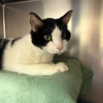 Buttons -  Domestic Short Hair Cat for Adoption in Charlottesville, Virginia - Buttons | PetCurious