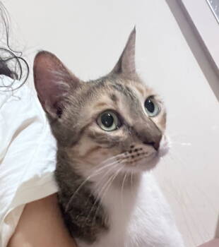 Rescue Domestic Short Hair Cats for Adoption in Herndon, Virginia - Qalbi | PetCurious