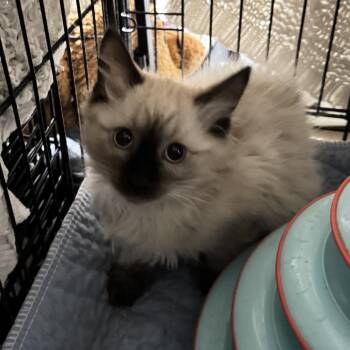 Domestic Short Hair Cats Available for Adoption - Turkish Tea | PetCurious