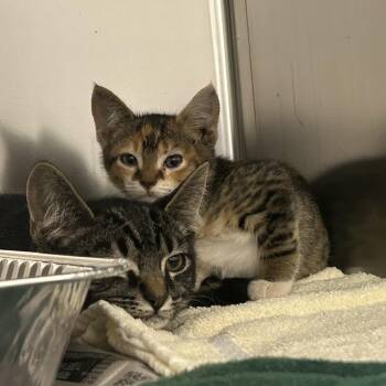 Darlin -  Domestic Short Hair Cat for Adoption in Asheville, North Carolina - Darlin | PetCurious