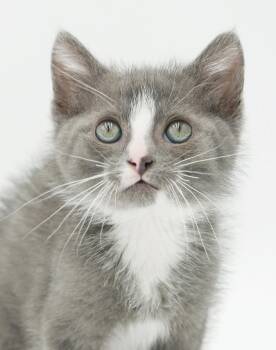 Henry is happy happy happy and one hip kitten - loves sis Hazel -  Russian Blue and Turkish Van Cat for Adoption in Bedford Hills, New York - Henry Is Happy Happy Happy And One Hip Kitten - Loves Sis Hazel | PetCurious
