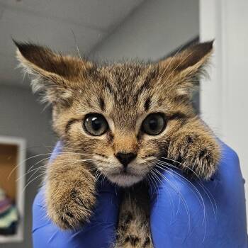 Ashley -  Domestic Short Hair Cat for Adoption in Greenville, South Carolina - Ashley | PetCurious