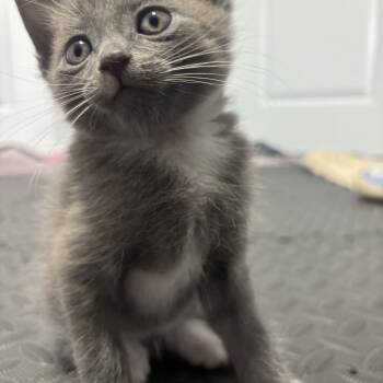 Geronimo -  Domestic Short Hair Cat for Adoption in Calgary, Alberta - Geronimo | PetCurious