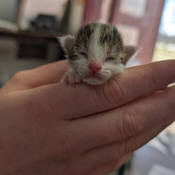 Domestic Short Hair Cats Available for Adoption - Bluebell | PetCurious