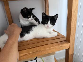 Peppa -  Domestic Short Hair Cat for Adoption in Wakefield, Quebec - Peppa | PetCurious