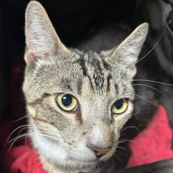 A053498 -  Domestic Short Hair Cat for Adoption in Alameda, California - A053498 | PetCurious