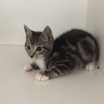 Cyclone -  Domestic Short Hair Cat for Adoption in Phoenix, Arizona - Cyclone | PetCurious