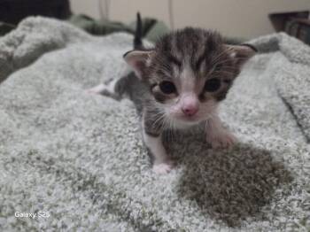 Emma -  Domestic Short Hair Cat Available for Adoption in Kennewick, Washington - Emma | PetCurious