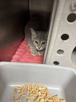 Rescue Domestic Short Hair Cats for Adoption in Louisburg, North Carolina - Jessie | PetCurious