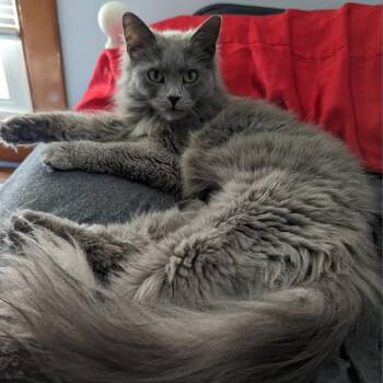 Porsche @ Pet Supplies Plus Kokomo -  Domestic Long Hair Cat for Adoption in Carmel, Indiana - Porsche @ Pet Supplies Plus Kokomo | PetCurious