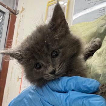 Darla -  Domestic Short Hair Cat for Adoption in Springtown, Texas - Darla | PetCurious