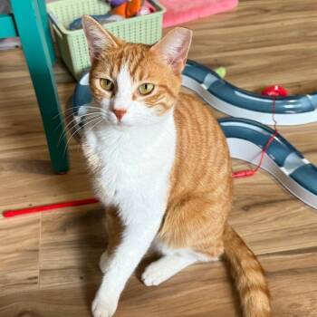 Tai (bonded with Airy) -  Domestic Short Hair Cat for Adoption in Sandy Springs, Georgia - Tai (bonded With Airy) | PetCurious