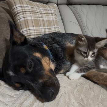 Fusilli -  Domestic Short Hair Cat for Adoption in Houston, Texas - Fusilli | PetCurious
