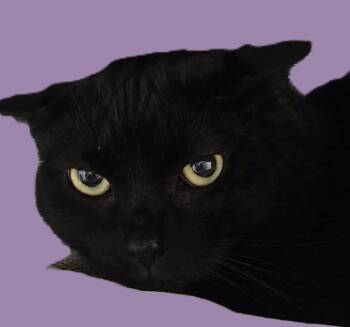 Rescue Domestic Short Hair Cats for Adoption in Savannah, Georgia - Smokey 2 | PetCurious