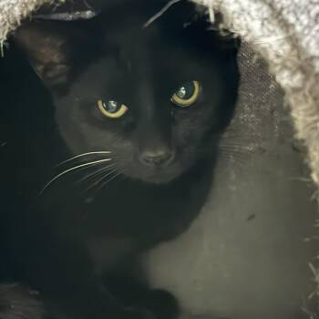 Domestic Short Hair Cats Available for Adoption in Gainesville, Florida - Nightshade | PetCurious