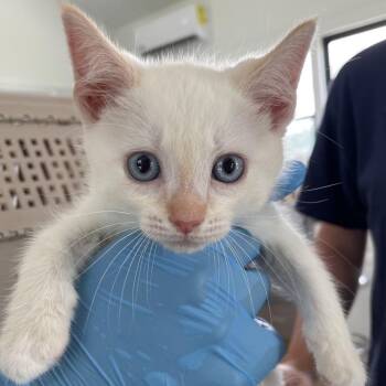 Linen -  Domestic Short Hair and Siamese Cat for Adoption in Chapel Hill, North Carolina - Linen | PetCurious