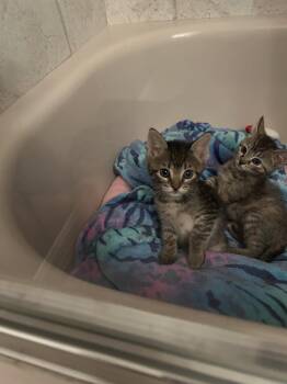 Mercy -  Tabby Cat for Adoption in Ocala, Florida - Mercy | PetCurious