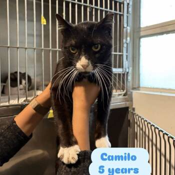 Rescue Domestic Short Hair Cats for Adoption in Tampa, Florida - Camilo | PetCurious