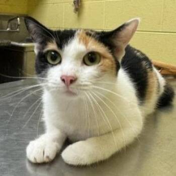 Butterscotch -  Domestic Short Hair Cat Available for Adoption in New Fairfield, Connecticut - Butterscotch | PetCurious