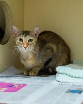 Ponderosa -  Domestic Short Hair Cat for Adoption in Chamblee, Georgia - Ponderosa | PetCurious