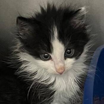Simba (fka Olaf) -  Domestic Medium Hair Cat for Adoption in Cumming, Georgia - Simba (fka Olaf) | PetCurious