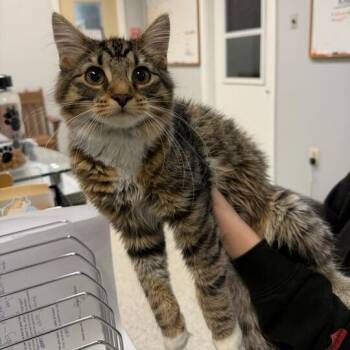 Domestic Medium Hair Cats Available for Adoption - Dema | PetCurious