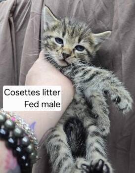 Rescue Domestic Short Hair Cats for Adoption in Hinckley, Illinois - Fed | PetCurious