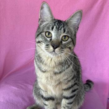 Blue Rhino -  Domestic Short Hair Cat Available for Adoption in Conway, New Hampshire - Blue Rhino | PetCurious