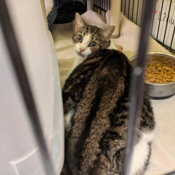 Cici -  Domestic Medium Hair Cat for Adoption in Fulton, Texas - Cici | PetCurious