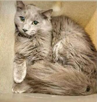 Domestic Long Hair Cats Available for Adoption - Alaric | PetCurious