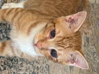 Domestic Short Hair Cats Available for Adoption - Rusty | PetCurious