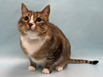 Kit Kat -  Domestic Short Hair Cat for Adoption in Minneapolis, Minnesota - Kit Kat | PetCurious