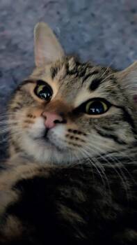 Domestic Short Hair Cats Available for Adoption in Everettville, West Virginia - Spencer | PetCurious