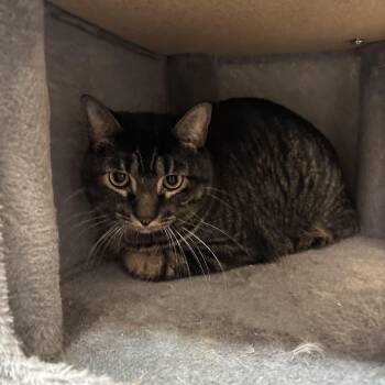 Tiny -  Domestic Short Hair Cat for Adoption in Washington, Utah - Tiny | PetCurious