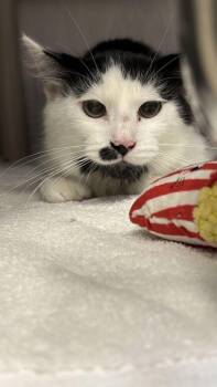 Morris -  Domestic Long Hair Cat for Adoption in Bowling Green, Ohio - Morris | PetCurious
