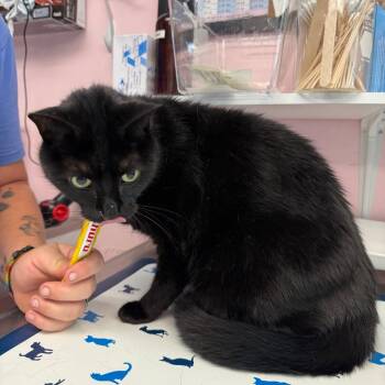 Rescue Domestic Short Hair Cats for Adoption in Port Richey, Florida - Moonshine | PetCurious