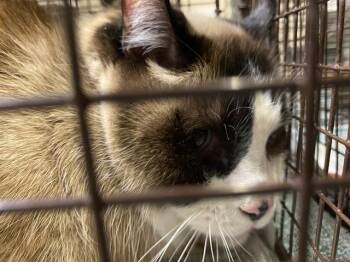 Siamese Cats Available for Adoption in Modesto, California - ANGEL | PetCurious