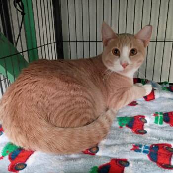 Friskey -  Domestic Short Hair Cat for Adoption in Dallas, Texas - Friskey | PetCurious