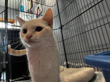 Manuka - Betty -  Domestic Short Hair Cat Available for Adoption in Ashland, Wisconsin - Manuka - Betty | PetCurious