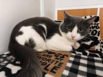 Diamond -  Domestic Short Hair Cat for Adoption in Rio Linda, California - Diamond | PetCurious