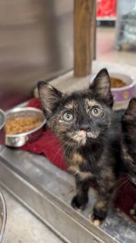 Clementine -  Tortoiseshell Cat for Adoption in Missoula, Montana - Clementine | PetCurious