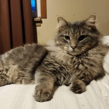 Biscuit -  Domestic Long Hair Cat for Adoption in Pittsburgh, Pennsylvania - Biscuit | PetCurious