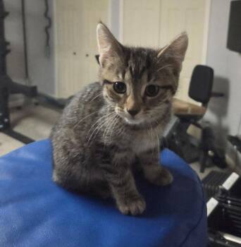 Artemis -  Domestic Short Hair Cat for Adoption in Ferndale, Michigan - Artemis | PetCurious