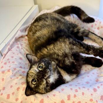 Domestic Short Hair Cats Available for Adoption - Gamora - Costa Mesa Location  *Available Sunday, 3/15/26 | PetCurious