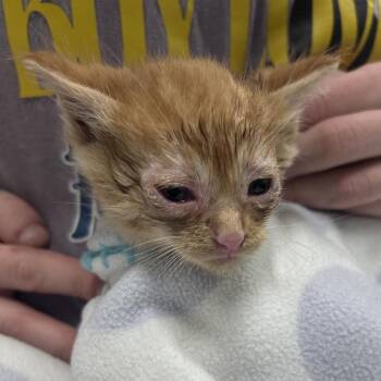 Domestic Short Hair Cats Available for Adoption in Summerville, South Carolina - Doritos Locos @ PetSmart On Dorchester Road | PetCurious