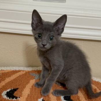 Pickle DHH -  Domestic Short Hair Cat for Adoption in Austin, Texas - Pickle DHH | PetCurious