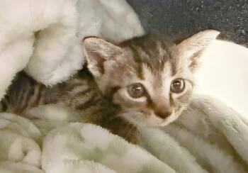 Smokie -  Domestic Short Hair Cat for Adoption in Nashville, Tennessee - Smokie | PetCurious