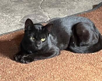 Zane -  Domestic Short Hair Cat for Adoption in Austin, Minnesota - Zane | PetCurious